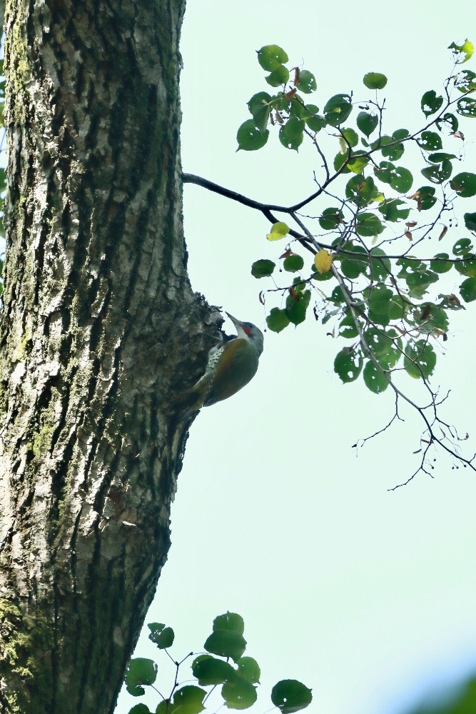 動物園で見かけた野鳥たち(東京都/井の頭自然文化園分園/アオゲラ）