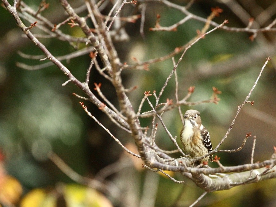 動物園で見かけた野鳥たち(千葉県/市川市動植物園/コゲラ）