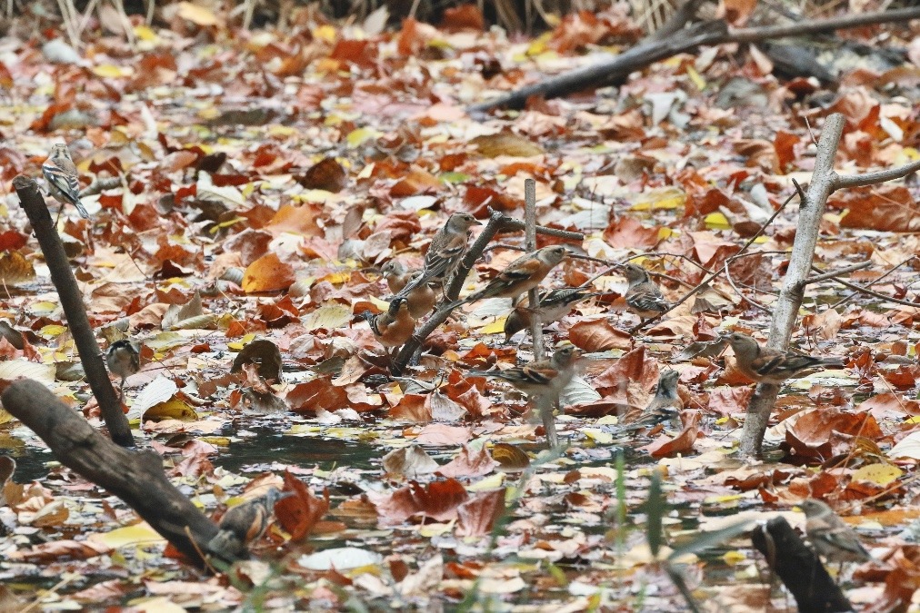 動物園で見かけた野鳥たち(東京都/井の頭自然文化園/アトリ）