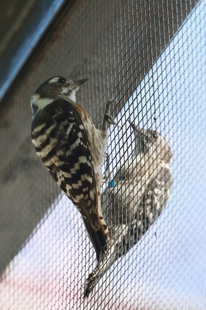 動物園で見かけた野鳥たち(東京都/井の頭自然文化園/コゲラ）