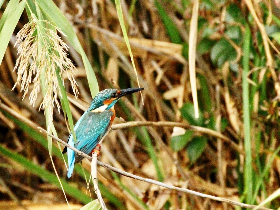 動物園で見かけた野鳥たち(東京都/井の頭自然文化園/カワセミ）