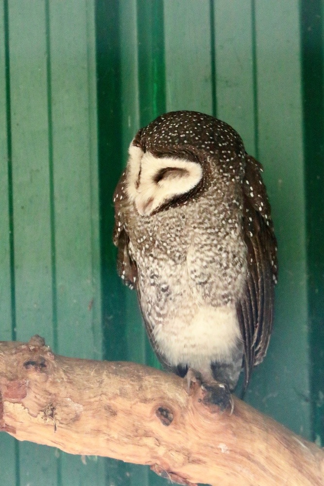 オーストラリア旅行で撮影した鳥たち(シドニー/フェザーデールワイルドライフパーク/ヒメススイロメンフクロウ)