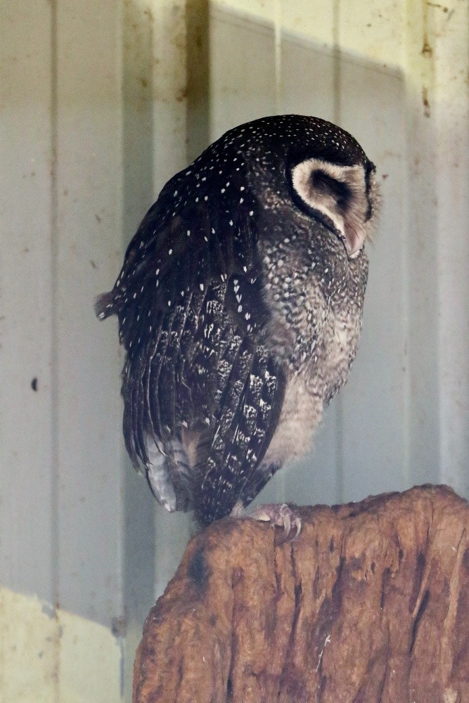 オーストラリア旅行で撮影した鳥たち(シドニー/フェザーデールワイルドライフパーク/ススイロメンフクロウ)