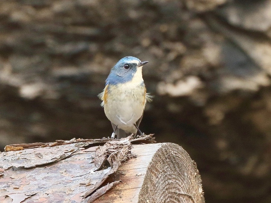 動物園で見かけた野鳥たち(東京都/多摩動物公園/ルリビタキ）