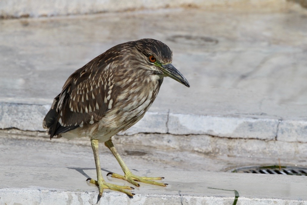 動物園で見かけた野鳥たち(東京都/羽村市動物公園/ホシゴイ）