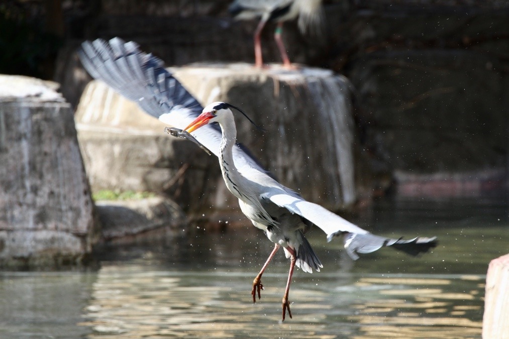 動物園で見かけた野鳥たち(東京都/多摩動物公園/アオサギ）