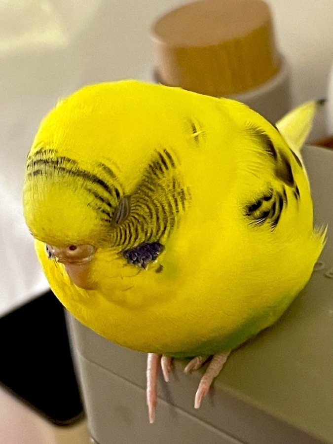 黄色い球体