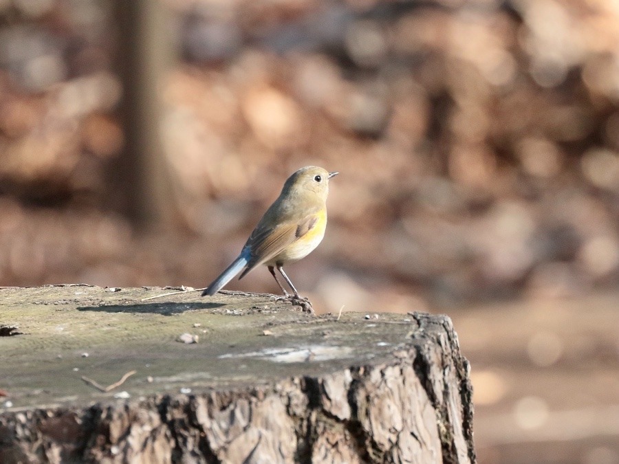 動物園で見かけた野鳥たち(東京都/井の頭自然文化園/ルリビタキ）