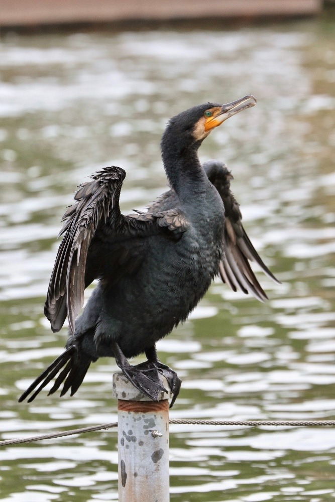 動物園で見かけた野鳥たち(東京都/井の頭自然文化園/カワウ)