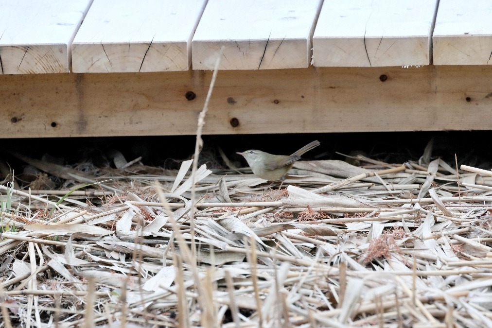 動物園で見かけた野鳥たち(東京都/井の頭自然文化園分園/ウグイス）