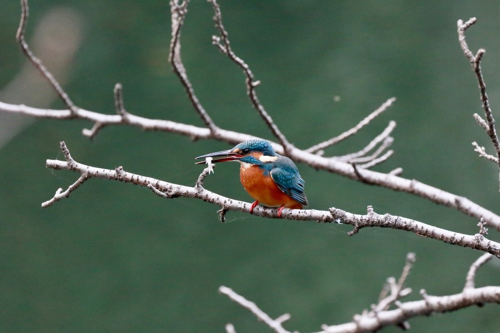 動物園で見かけた野鳥たち(東京都/井の頭自然文化園/カワセミ）