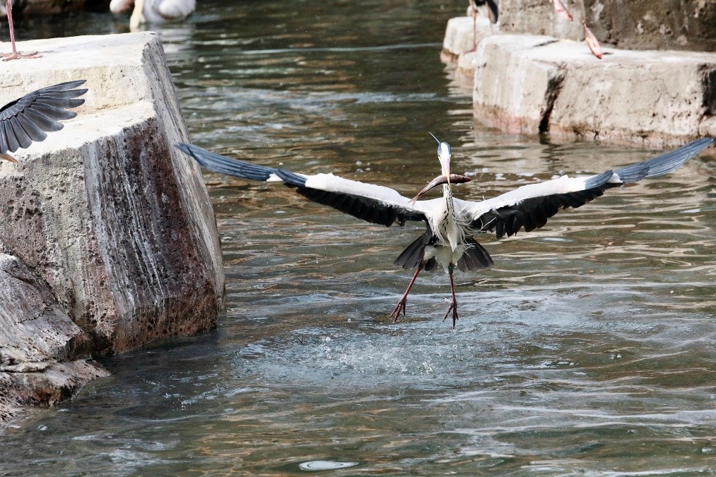 動物園で見かけた野鳥たち(東京都/多摩動物公園/アオサギ)