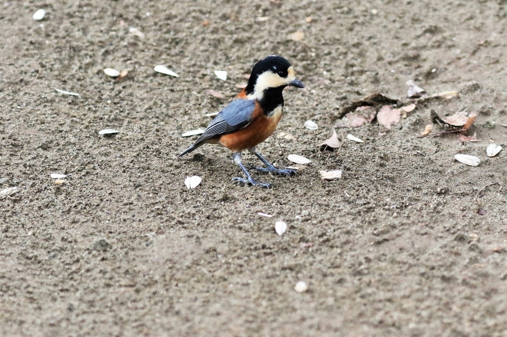 動物園で見かけた野鳥たち(千葉県/千葉市動物公園/ヤマガラ）