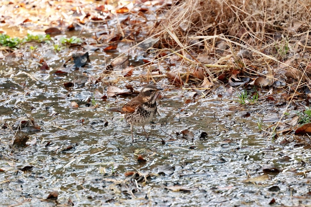 動物園で見かけた野鳥たち(埼玉県/東武動物公園/ツグミ)