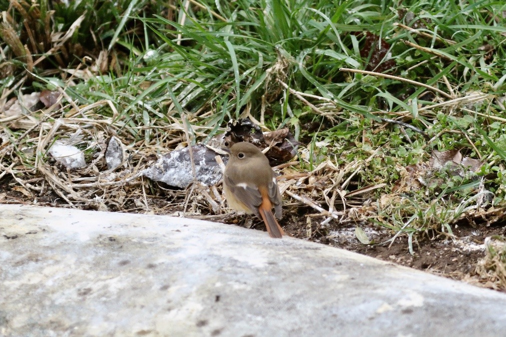 動物園で見かけた野鳥たち(東京都/多摩動物公園/ジョウビタキ）