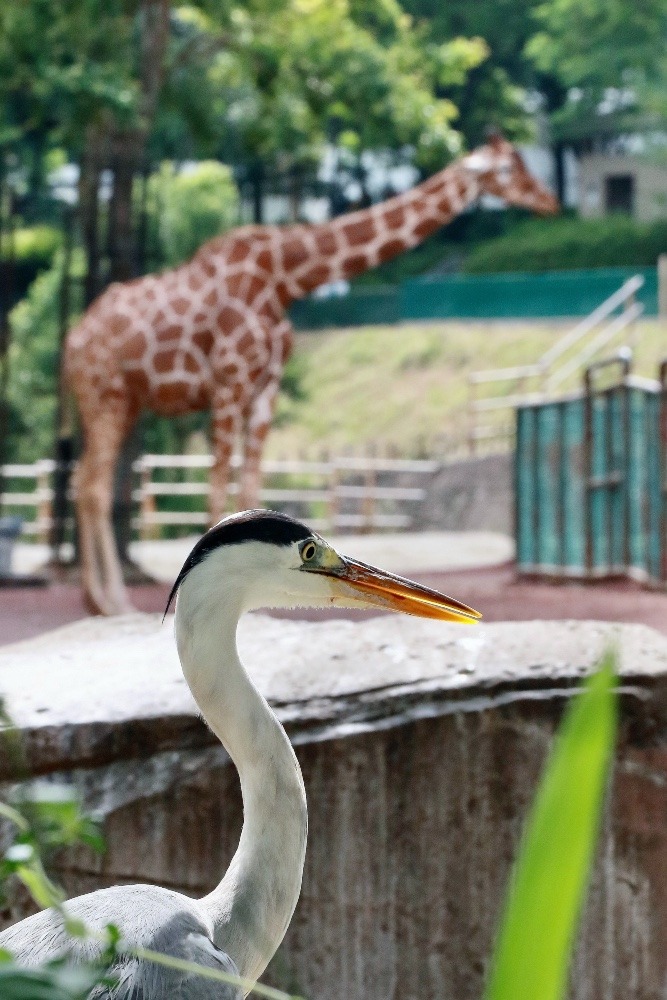 動物園で見かけた野鳥たち(東京都/多摩動物公園/アオサギ)