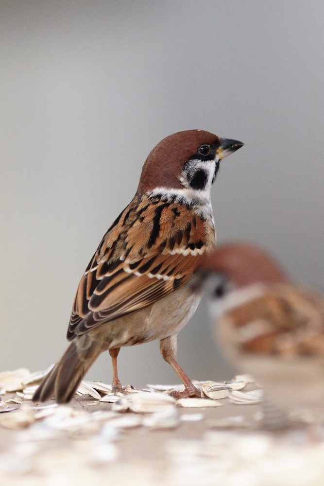 動物園で見かけた野鳥たち(千葉県/千葉市動物公園/スズメ）