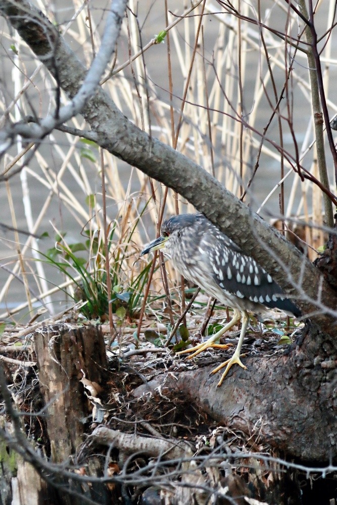 動物園で見かけた野鳥たち(東京都/井の頭自然文化園分園/ホシゴイ)