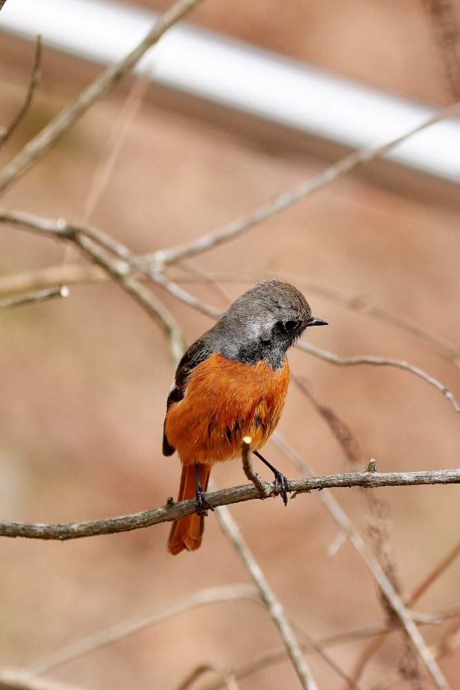 動物園で見かけた野鳥たち(東京都/多摩動物公園/ジョウビタキ）