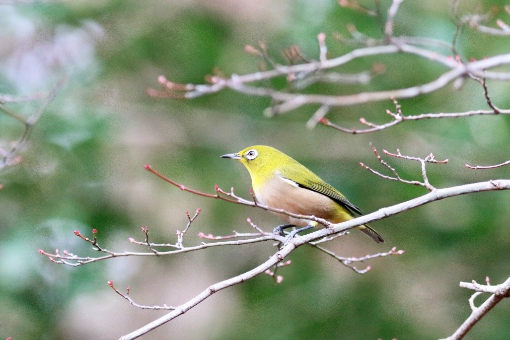 動物園で見かけた野鳥たち(千葉県/千葉市動物公園/メジロ）