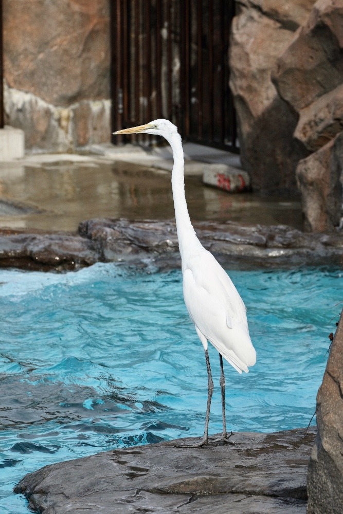 動物園で見かけた野鳥たち(東京都/上野動物園東園/ダイサギ）