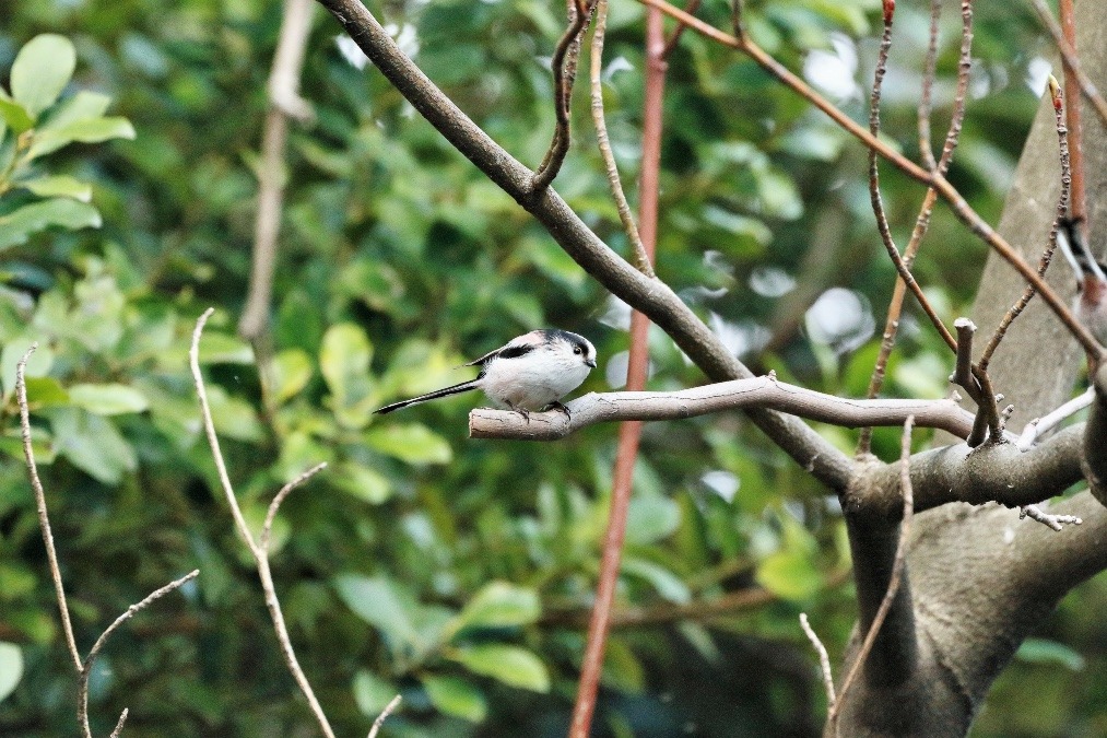 動物園で見かけた野鳥たち(東京都/井の頭自然文化園分園/エナガ)