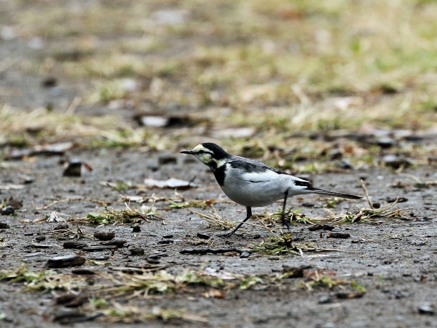 動物園で見かけた野鳥たち(東京都/羽村市動物公園/ハクセキレイ)