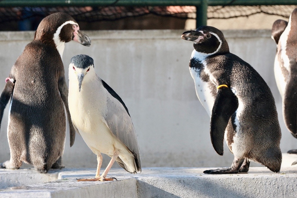 動物園で見かけた野鳥たち(東京都/羽村市動物公園/ゴイサギ）