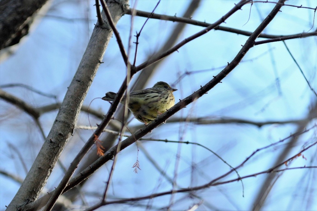 動物園で見かけた野鳥たち(東京都/井の頭自然文化園分園/アオジ)