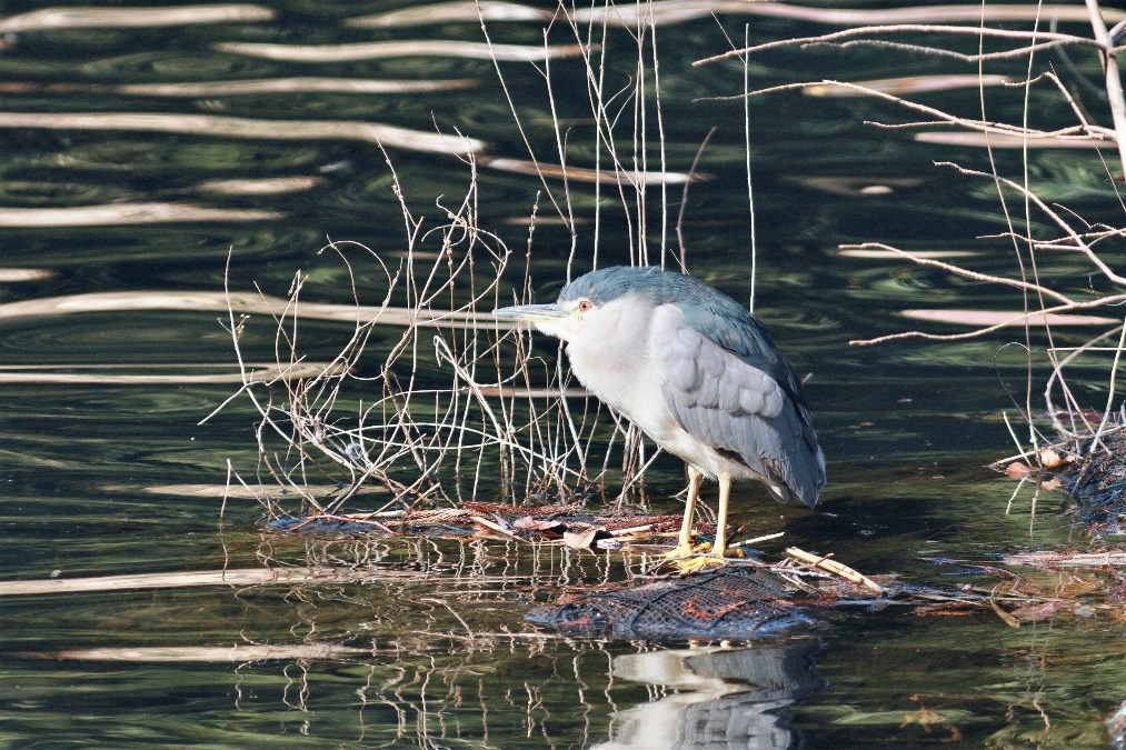 動物園で見かけた野鳥たち(東京都/井の頭自然文化園分園/ゴイサギ)