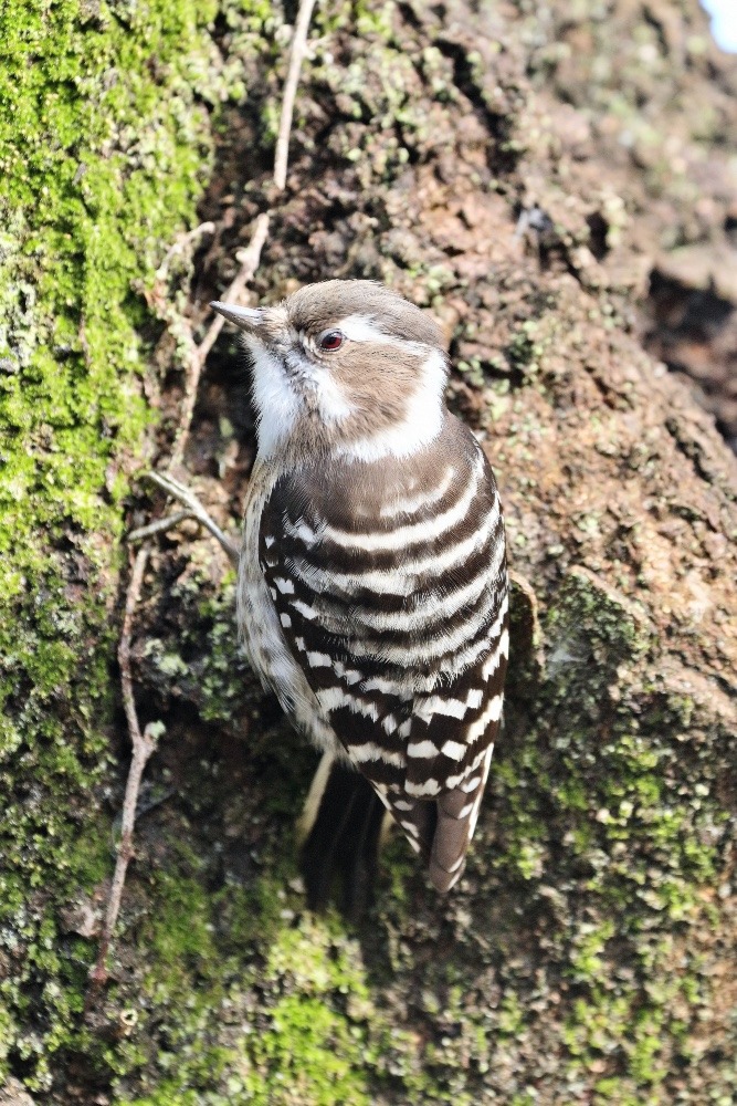 動物園で見かけた野鳥たち(埼玉県/埼玉県こども動物自然公園/コゲラ）