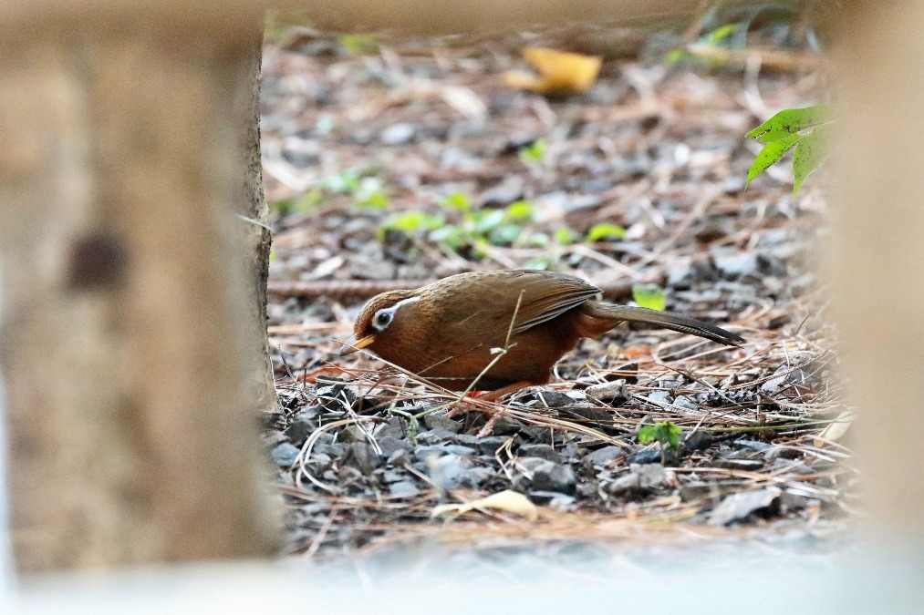 動物園で見かけた野鳥たち(東京都/羽村市動物公園/ガビチョウ）