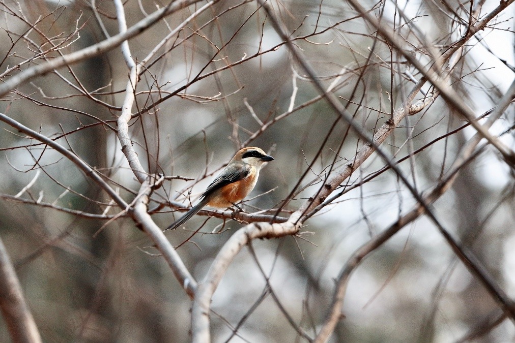 動物園で見かけた野鳥たち(東京都/井の頭自然文化園分園/モズ)