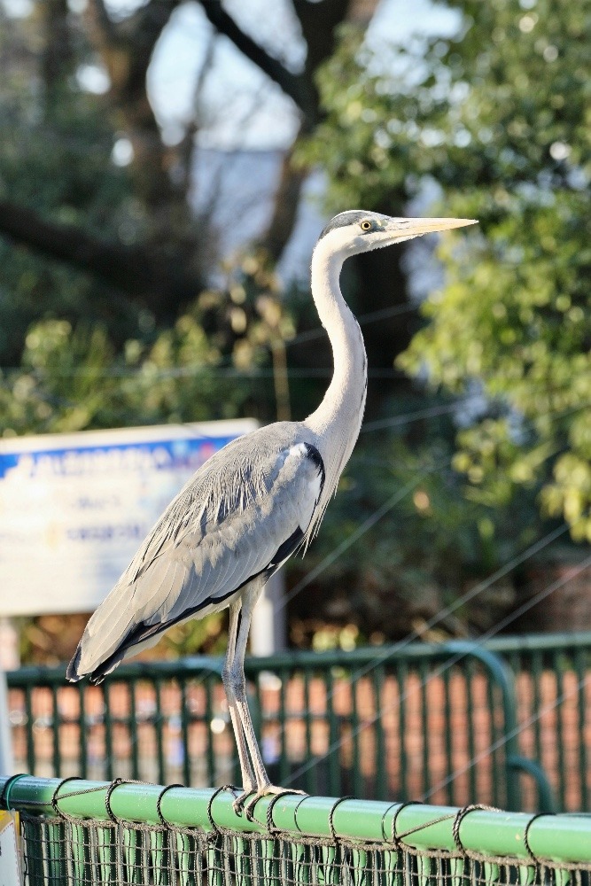 動物園で見かけた野鳥たち(東京都/羽村市動物公園/アオサギ）