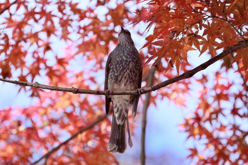 動物園で見かけた野鳥たち(東京都/井の頭自然文化園/ヒヨドリ)