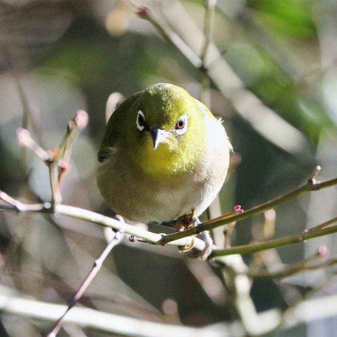 動物園で見かけた野鳥たち(東京都/井の頭自然文化園/メジロ)