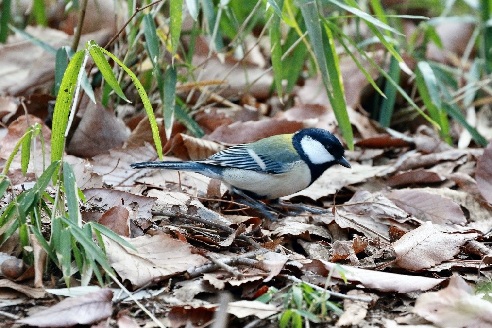 動物園で見かけた野鳥たち(東京都/井の頭自然文化園/シジュウカラ）