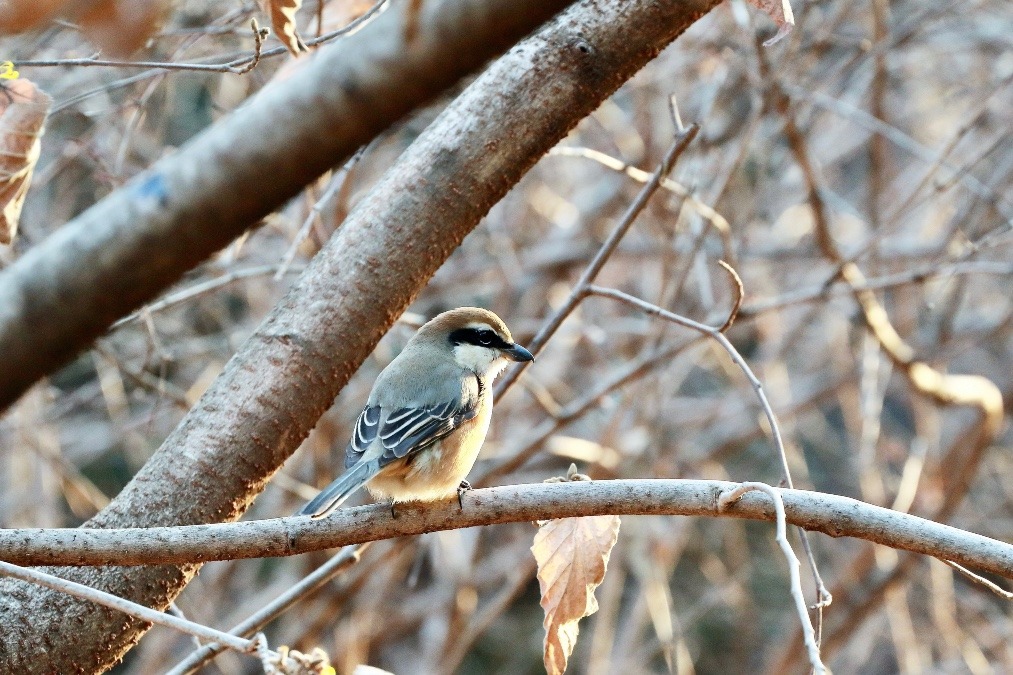 動物園で見かけた野鳥たち(東京都/井の頭自然文化園/モズ)