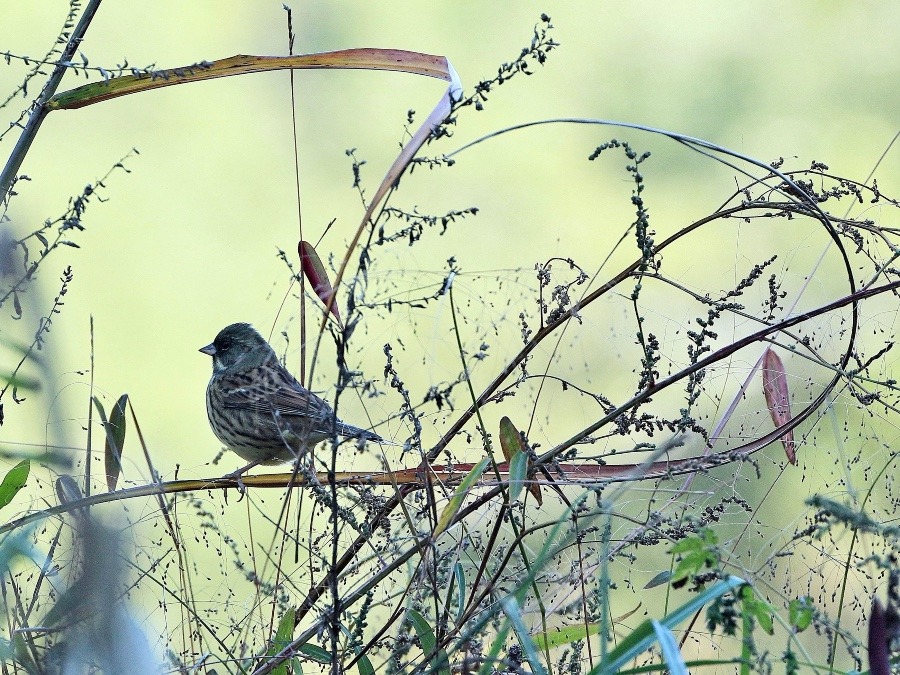 動物園で見かけた野鳥たち(東京都/多摩動物公園/アオジ)