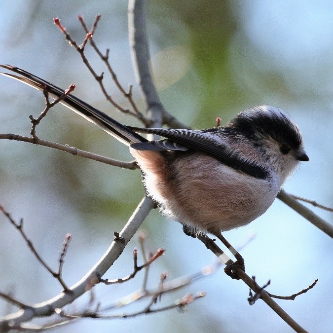 動物園で見かけた野鳥たち(東京都/井の頭自然文化園/エナガ)