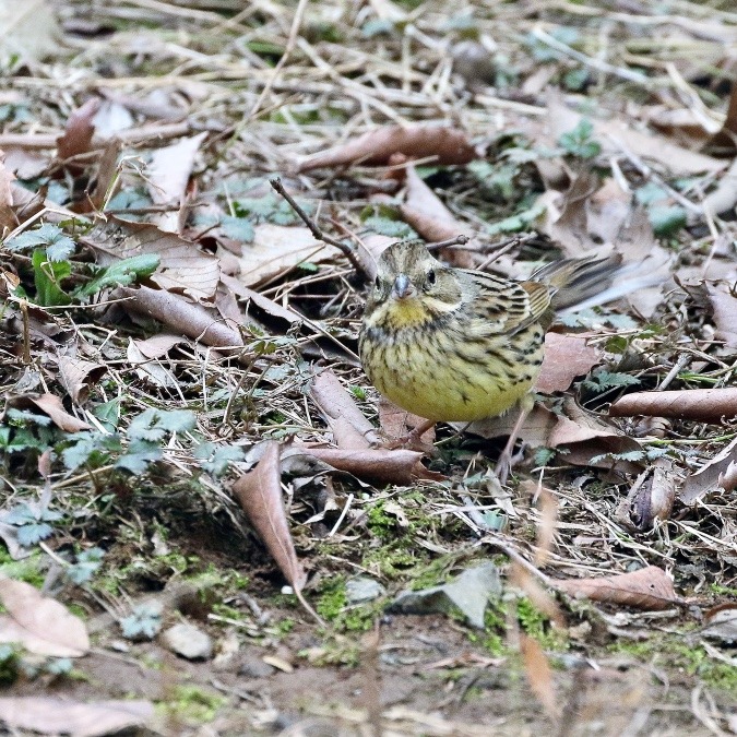 動物園で見かけた野鳥たち(東京都/多摩動物公園/アオジ)