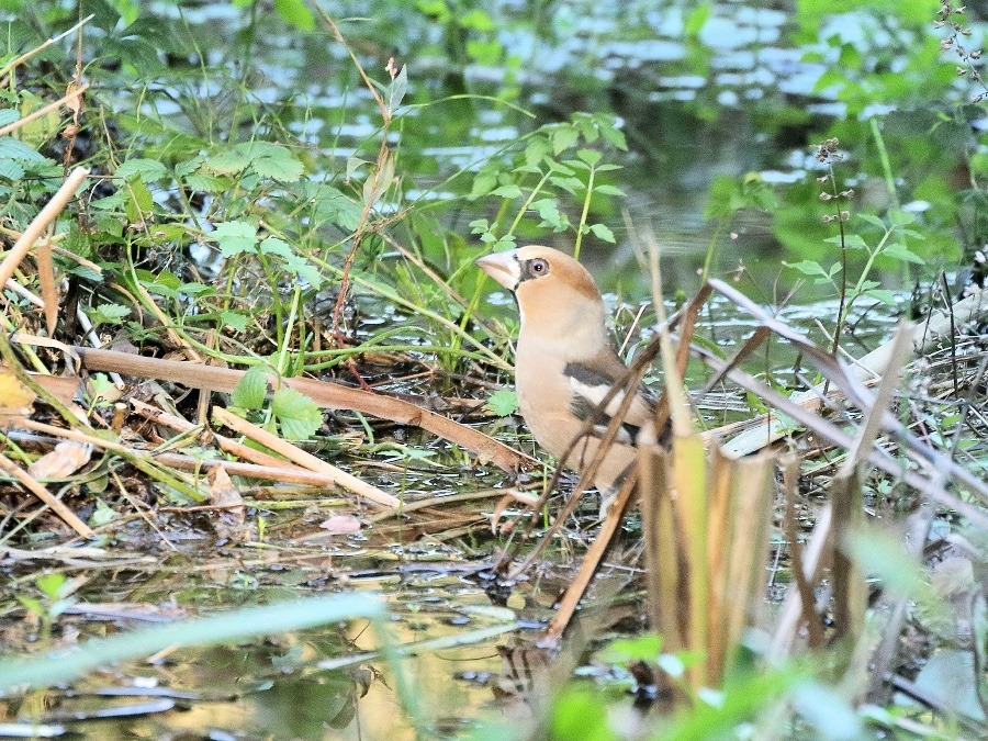 動物園で見かけた野鳥たち(東京都/井の頭自然文化園/シメ)