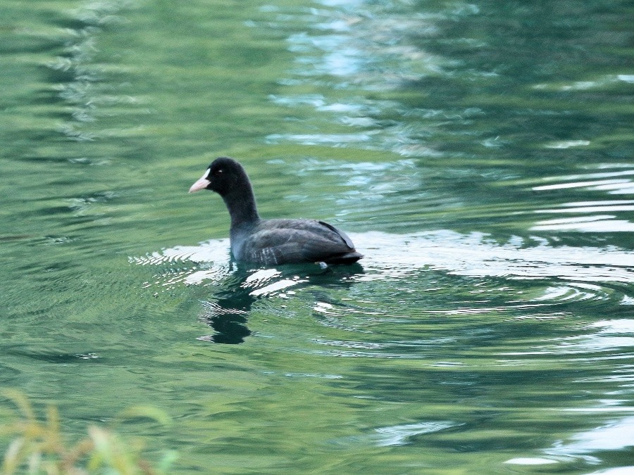 動物園で見かけた野鳥たち(東京都/井の頭自然文化園/オオバン)