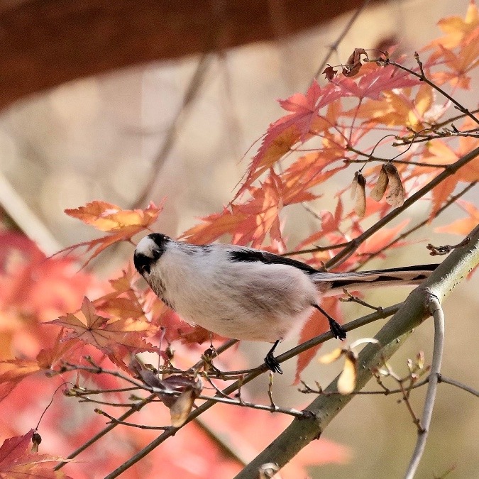 動物園で見かけた野鳥たち(東京都/井の頭自然文化園/エナガ)