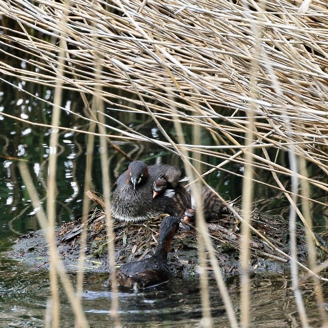 動物園で見かけた野鳥たち(東京都/井の頭自然文化園/カイツブリ)