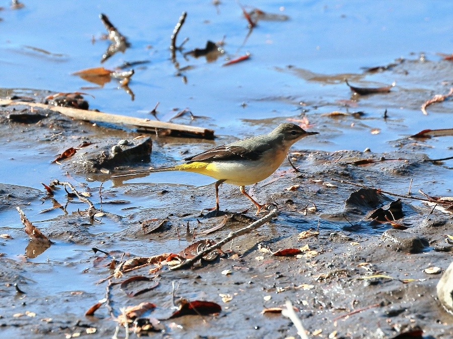 動物園で見かけた野鳥たち(東京都/井の頭自然文化園/キセキレイ)