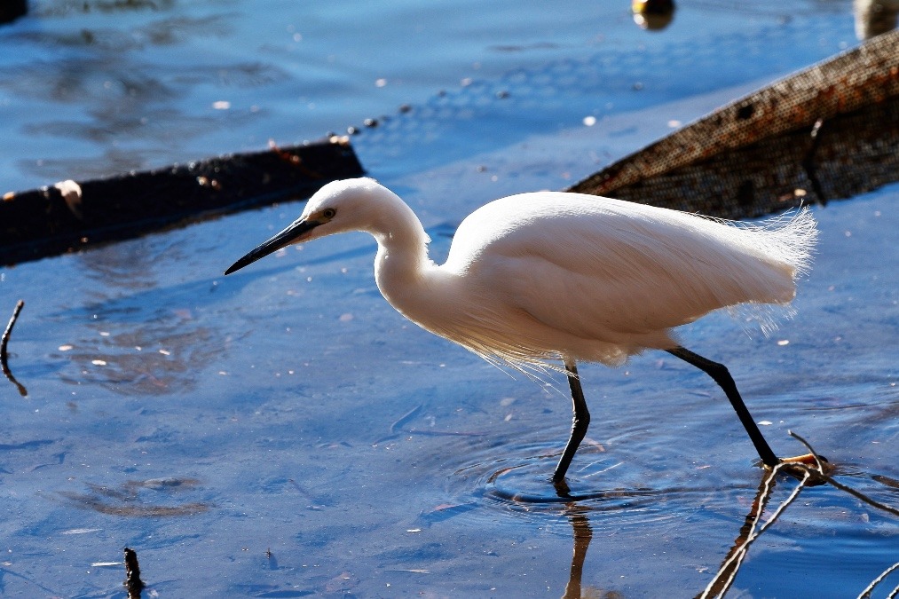 動物園で見かけた野鳥たち(東京都/井の頭自然文化園/コサギ)