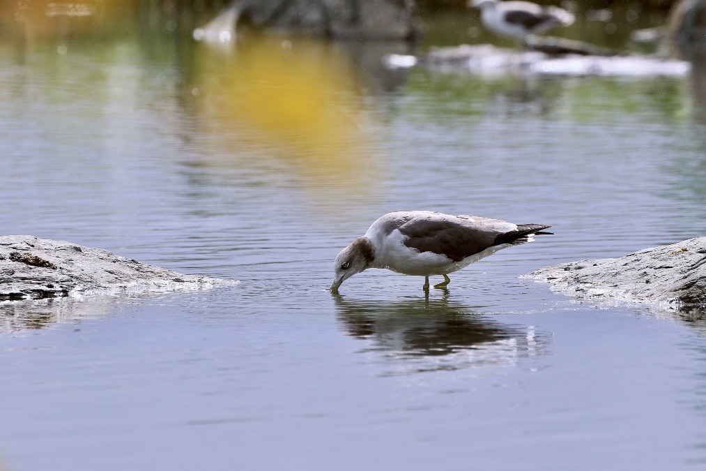 動物園で見かけた野鳥たち(福島県/アクアマリンふくしま/カモメ）