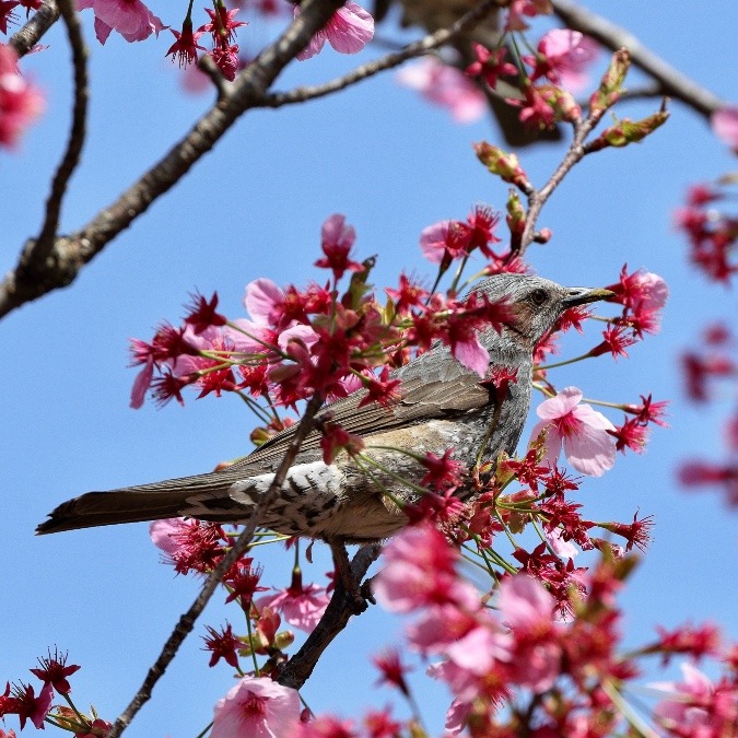 動物園で見かけた野鳥たち(神奈川県/よこはま動物園ズーラシア/ヒヨドリ）