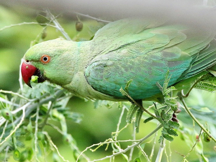 動物園で見かけた野鳥たち(東京都/井の頭自然文化園/ワカケホンセイインコ）